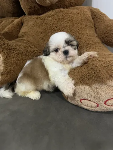 Machos raça shih tzu disponíveis