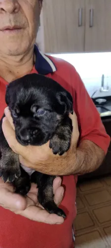 Filhotes de Labrador preto R$ 700,00