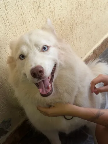 Husky procura uma namorada