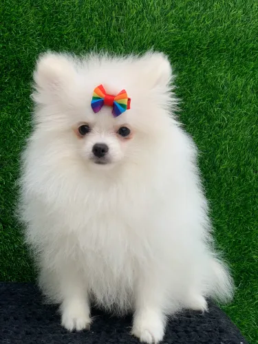 Spitz alemã fêmea 