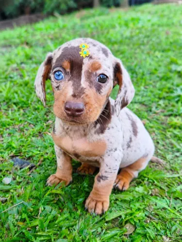 Filhote de Dachshund basset salsicha mofado