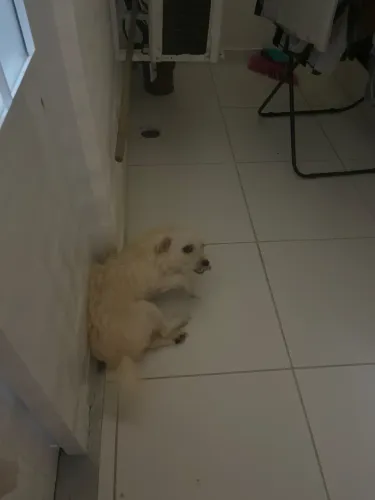 Doação de cachorro 