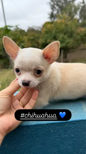 Chihuahua