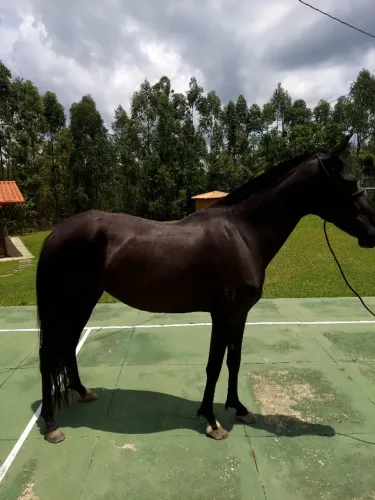 Égua Manga Larga Marchador