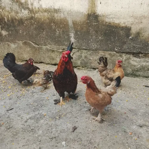 Galinhas garnisé e pato