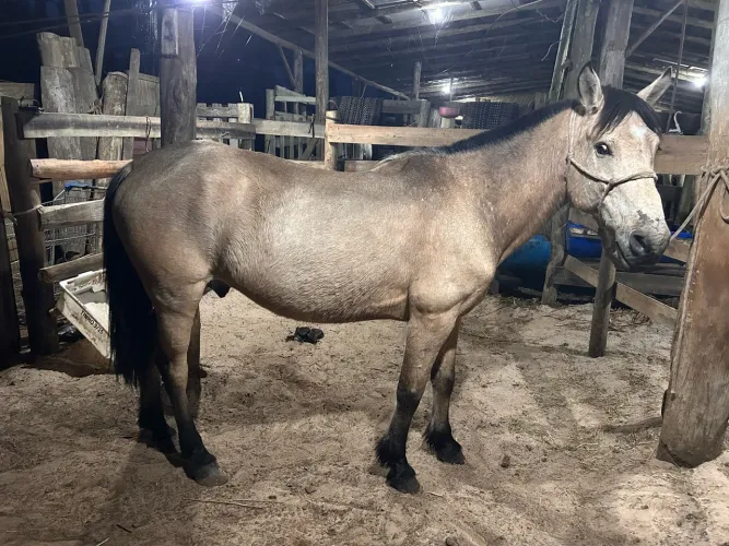 Vende-se cavalo