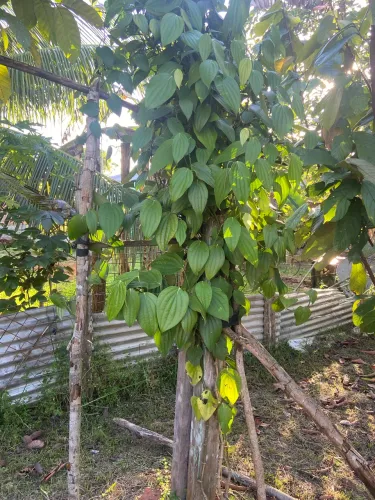 Terreno 