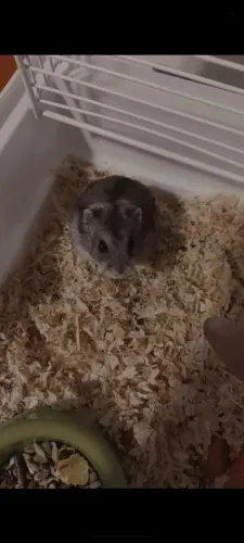 Hamster bolinha (adoção)