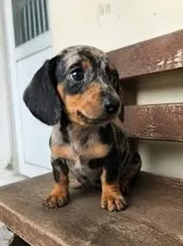 Dachshund: Uma Companhia para Compartilhar a Rotina