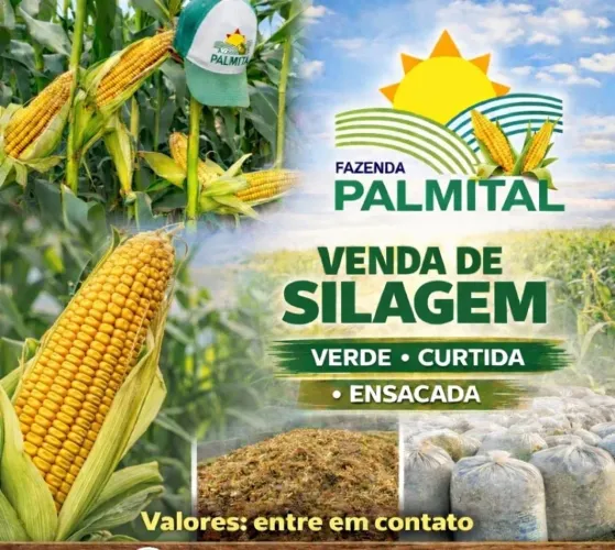 Silagem de milho Palmital 