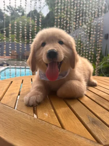 GOLDEN RETRIEVER BEBE