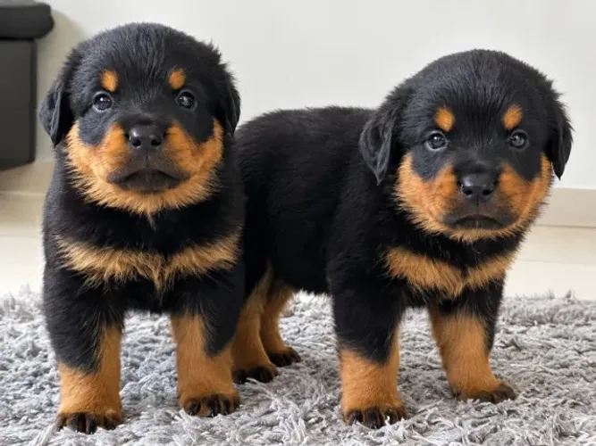 Rottweiler cabeça de touro machos raça pura lindos