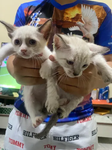 Gatinho 
