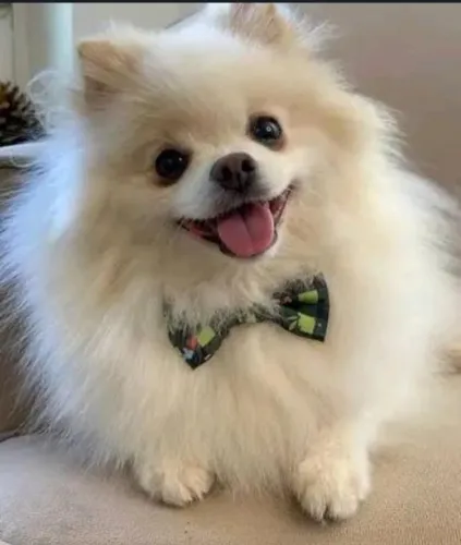 DOAÇÃO DE CACHORRO DA RAÇA SPITZ ALEMAO