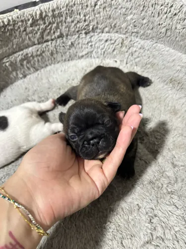 Vendo buldogue francês- fêmea