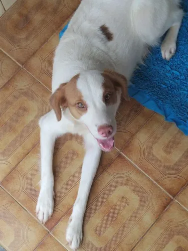 Cachorro 