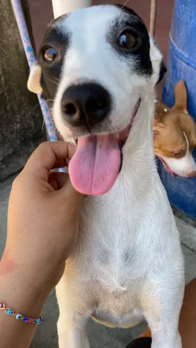 Doa-se uma cachorra vira lata