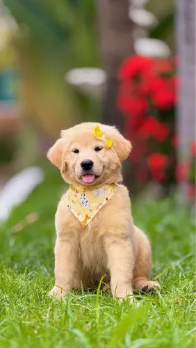 Golden retriever com pedigree Cbkc pronto para um novo lar