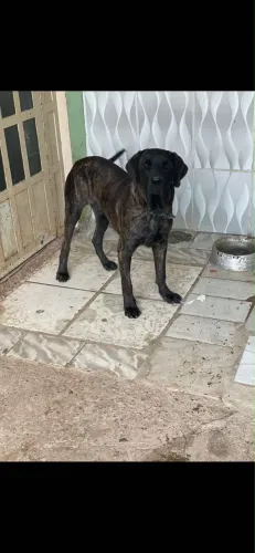 Quero trocar esse fila brasileiro macho em outro