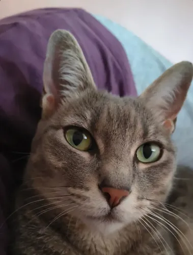 Gata para doação 