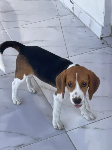 (Disponível para cruzar) Beagle e redbone coonhound