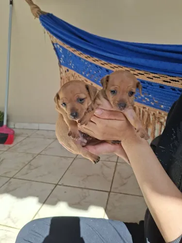 Filhotes de cachorro Pincher 