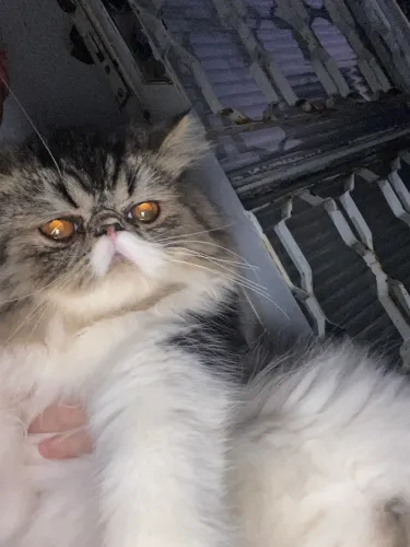 Gato perça 