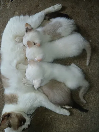 Gatinhos para adoção responsável.