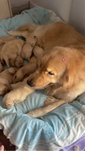 Vendo filhotes de Golden 