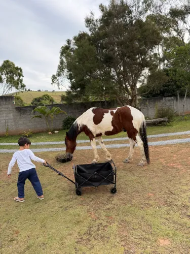Cavalo Mangalarga