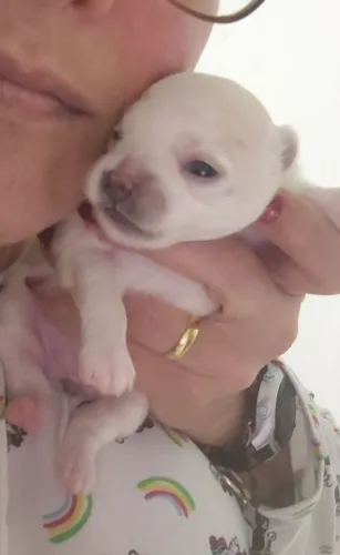 Lulu da Pomerânia