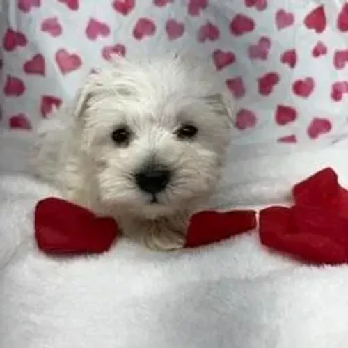 Schnauzer,Schnauzer Filhote Muito Amoroso e Dócil