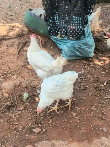 Vendo galinha branca