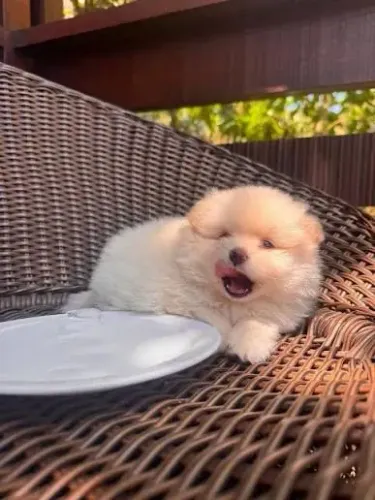 Spitz alemão anaozinhos 