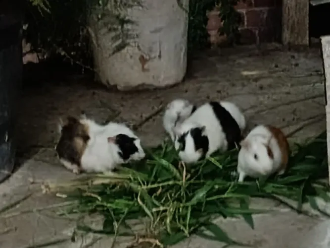 Porquinho da Índia 