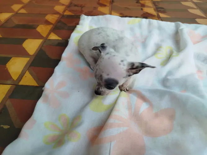Cachorro