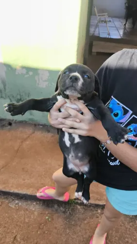 Pit bull