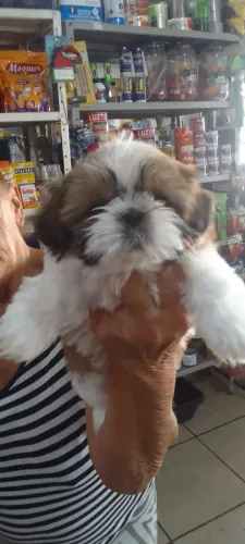 shih tzu fêmea tricolor 