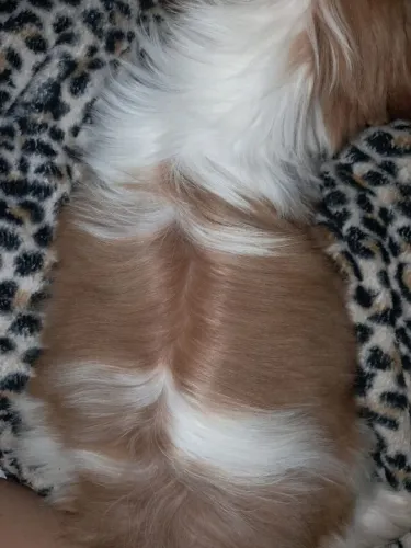 ? Filhote Shih Tzu Fêmea - 3 Meses à Venda ?