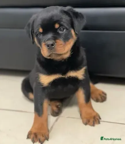 Bebezinho rottweiler dócil e vacinado com saúde garantida