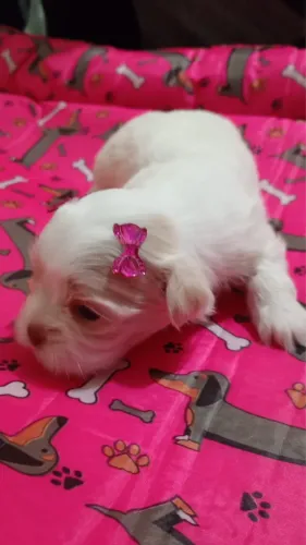 Filhote fêmea Lhasa Apso