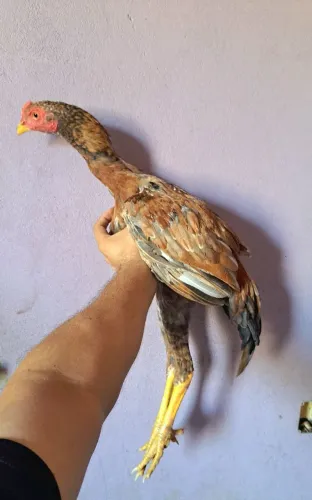 Frango moura