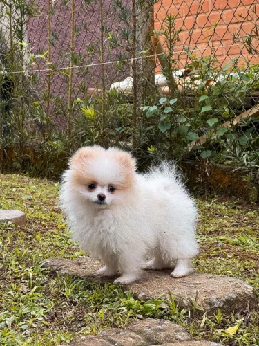 Spitz alemão branquinho com as orelhas creme bem anaozinhoo