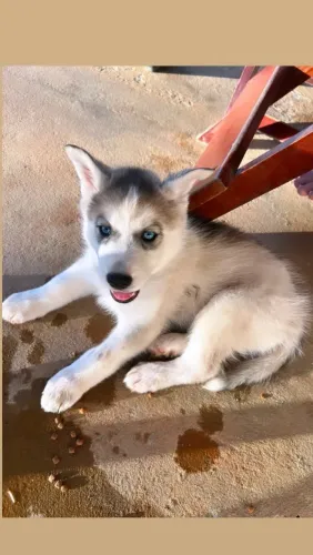 Filhote de Husky sibiliano puro