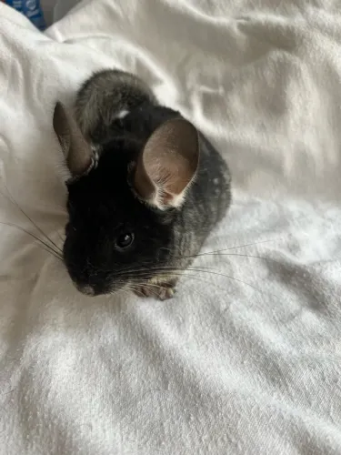 Chinchila black velvet