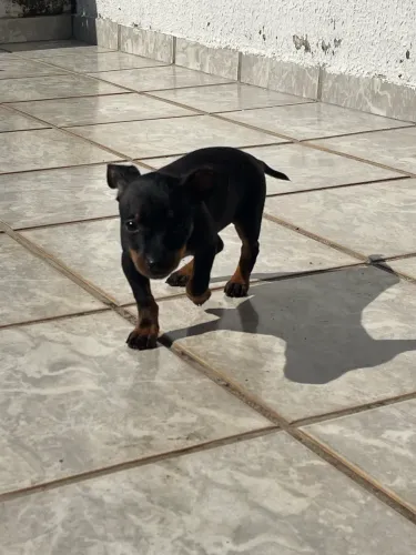 Vende-se filhote de Pinscher raça pura 
