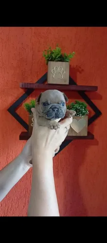 Lindo Bulldog Francês