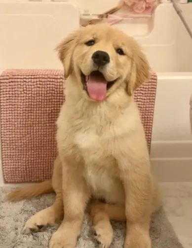 Seu novo melhor amigo pode ser um Golden Retriever.
