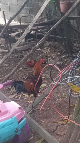 galos