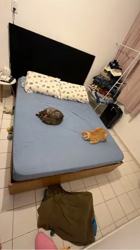 Cama + Colchão 